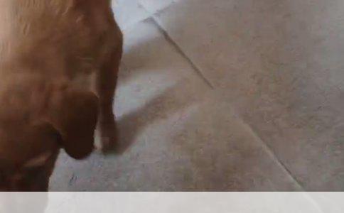 喜乐蒂与苏牧：犬种差异详解