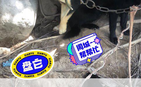 比熊犬胎毛换毛周期详解