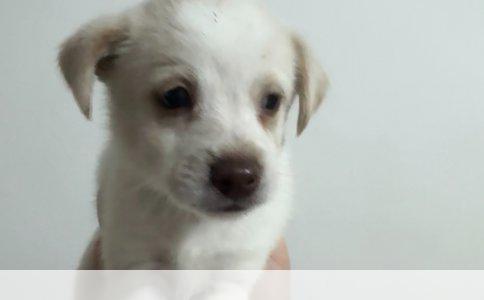 小狗训练秘诀：重复是金，耐心铸就卓越小犬伴侣