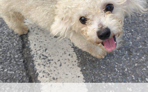 为德国牧羊犬精心挑选名字