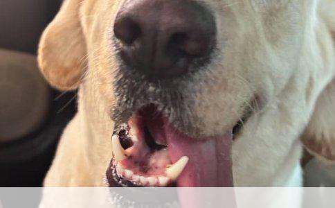 金毛犬成长喂养指南