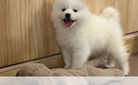 三个月大德国牧羊犬的饲养与训练指南：实用简单技巧