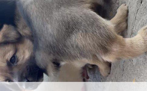 柴犬与柯基：养宠之选择解析