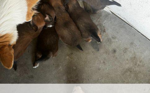 边境牧羊犬：智勇双全的牧场守护者
