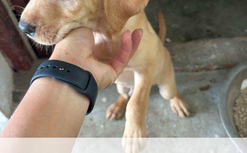 常州溧阳金毛犬价格实探：市场分析与养宠指南