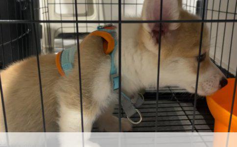 被狗咬伤十年后打狂犬疫苗还有用吗