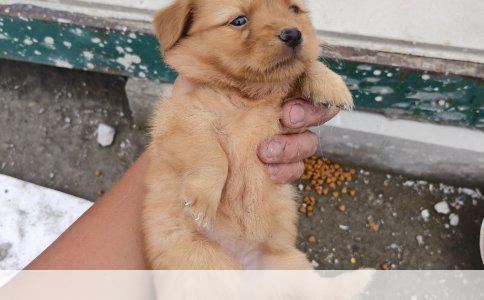 斗牛犬每日饮食餐数详解