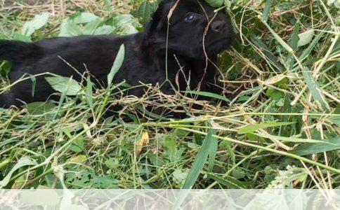 泰迪狗狗户外训练：如何引导狗狗行走