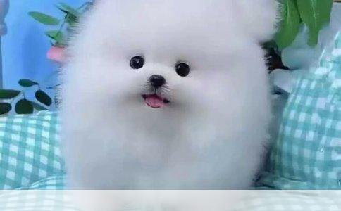 西施犬：温顺如初，误解终散