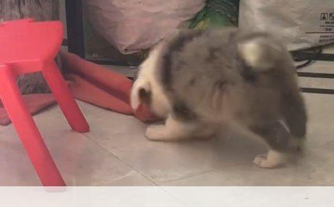 新手养狗指南：拉布拉多犬的呵护与成长