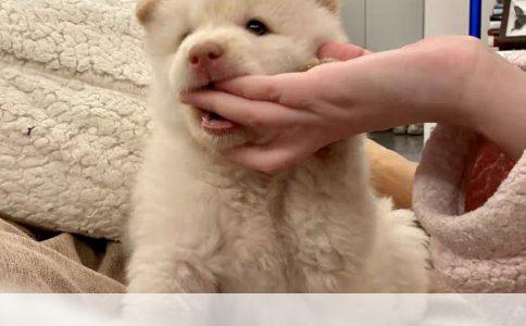 塑料玩具粘补之胶水选用攻略