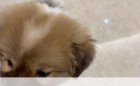 比熊饮食健康指南：吃什么更利于健康