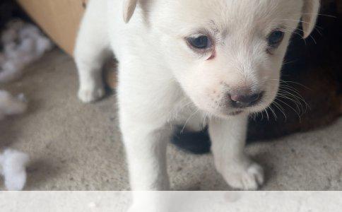 怎样训练狗狗不在家大小便