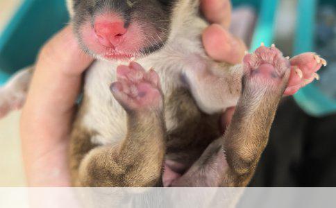 蝴蝶犬的精心饲养：爱宠的幸福指南