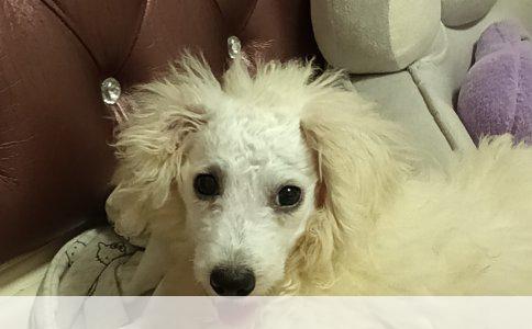 揭秘标贵犬：价格与品种深度解析