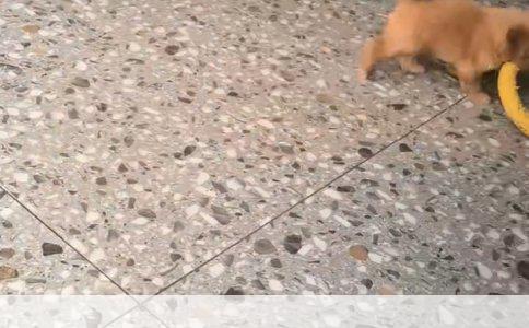 九岁金毛最近不对劲