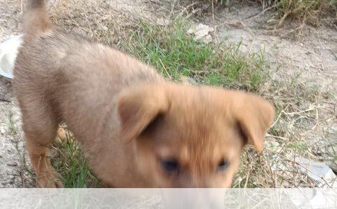 母猫绝育手术后恢复时间详解