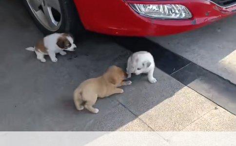 父子河渡之旅：爱与责任相伴的旅程