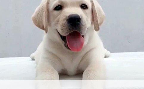 德国牧羊犬：探秘哪种类型最适合你