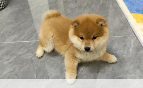 公猫绝育后只喝水不吃饭怎么办