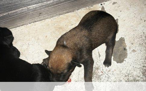 斗牛犬英牛与法牛的挑选指南