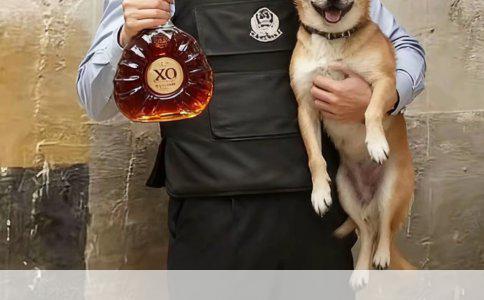 秋田犬打架排名第几