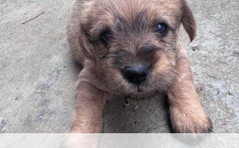 挑选健康金毛的全面指南：从挑选到养护的实用建议