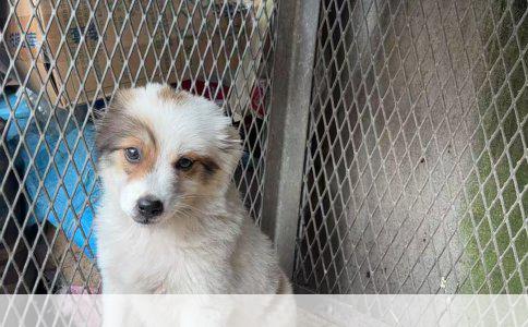 狗狗绝育后性行为变化解析