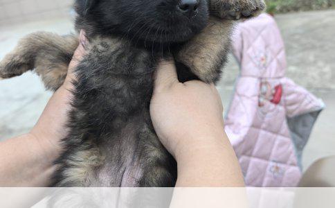 纯种柴犬：体态标准与特征解析