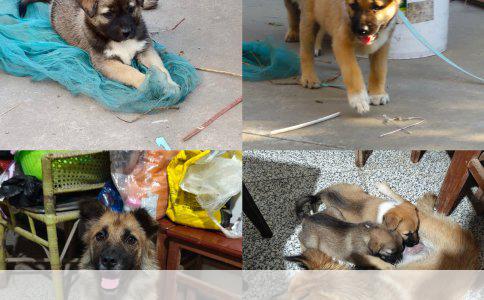 比熊MM的学习教育难度分析