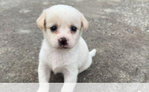 萨摩耶驱虫与疫苗接种指南