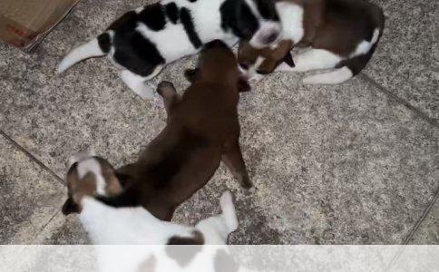 边境牧羊犬：优良品种的甄选标准