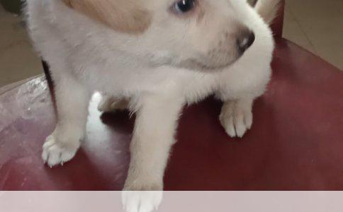 法国斗牛犬：勇猛与可爱的完美结合