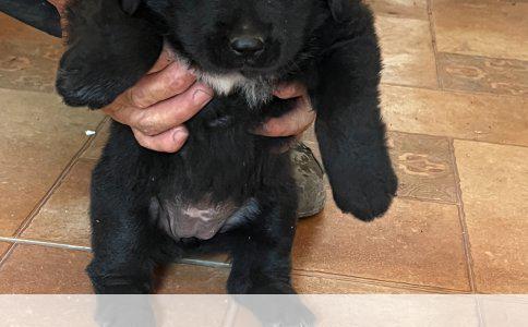 蝴蝶犬、犬鱼、狐狸狗：辨析三种宠物的独特之处