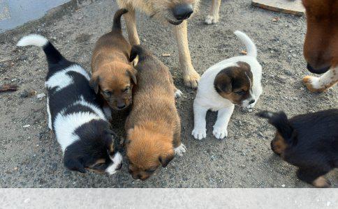 土拨鼠、鸭子和狗狗的温馨家庭