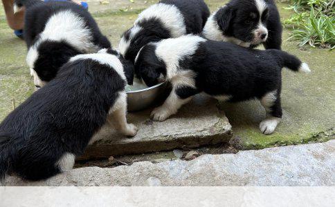 藏獒缺钙食疗方案