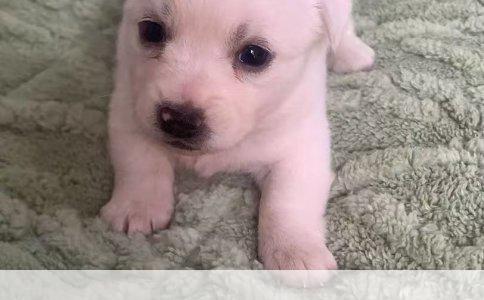 解锁识别技巧：详解边境牧羊犬的品种特征与差异
