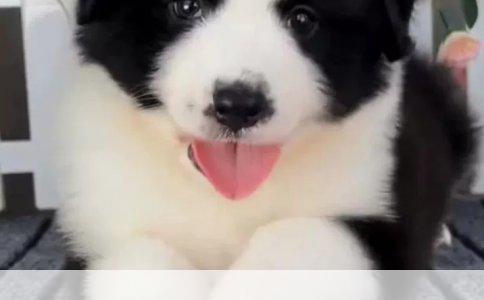 新生幼犬护理指南：一周大小狗的呵护秘诀