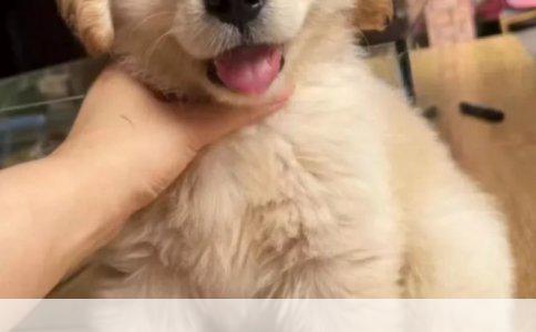 揭秘马尔济斯犬与西施犬：两种犬种大不同