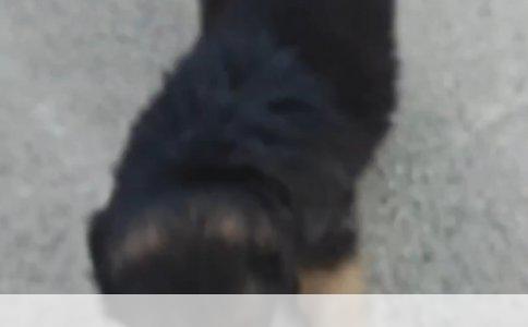 上海给母狗做绝育，这份避坑指南掏心窝子讲