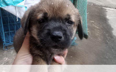 金毛犬成年体型解析