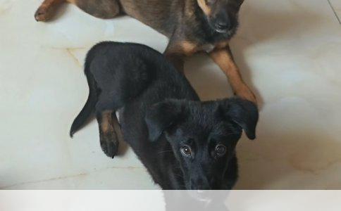 揭秘拉布拉多犬严重掉毛的背后原因与应对策略
