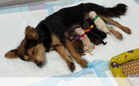 边境牧羊犬：聪明、忠诚与活力的完美结合