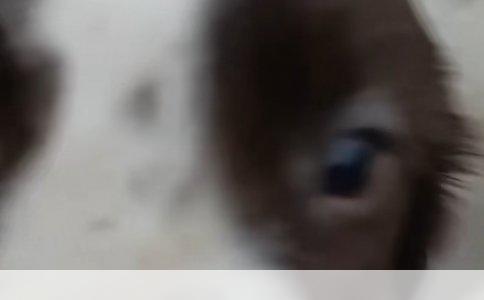 喜乐蒂牧羊犬饲养问题详解