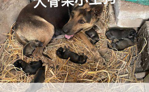 小狗品种详解：吉娃娃与相似犬种之探索