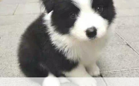 哈士奇饮食管理：科学喂养，健康成长的秘诀