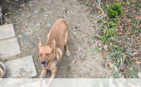 ###金毛繁殖交流：汕尾犬主们选择合作品种及理由