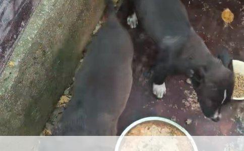 藏獒常见疾病与防治