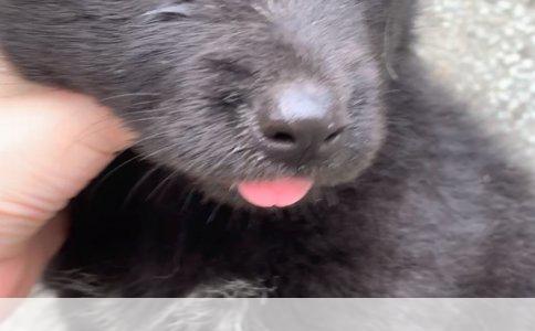 小巧温顺犬种探秘