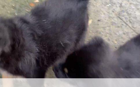 三线城市学习宠物美容：现状、前景与策略